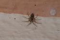 Oecobius_annulipes_D3200_Z_83_Valle Gran Rey_Spanje